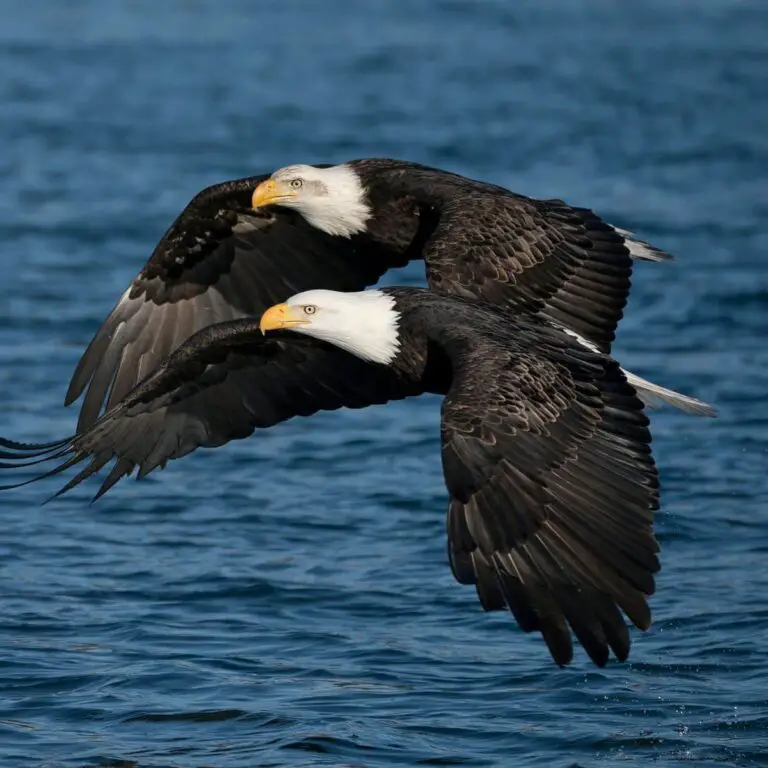 Two Eagles Flying Together Spiritual Meaning