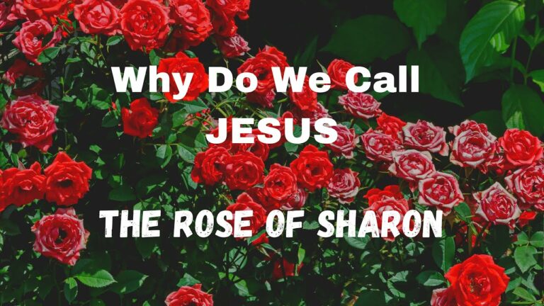 Biblical Meaning of the Rose: Symbolism of Love, Grace, and Redemption