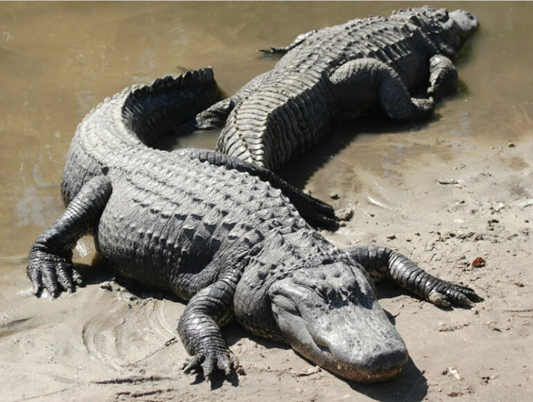 Spiritual Meaning of Crocodile in Dreams: A Guide to Transformation