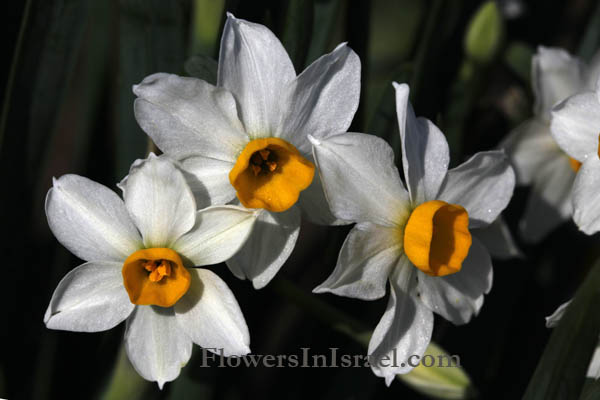 Biblical Meaning of Daffodils