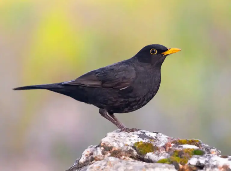 Biblical Meaning of Blackbirds