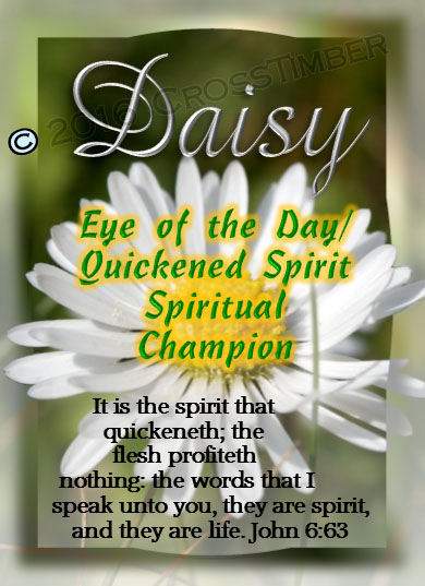 Biblical Meaning of Daisy Flower