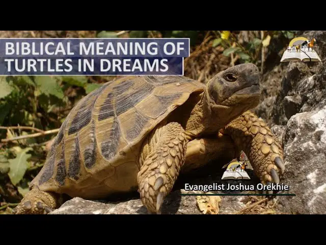 Biblical Meaning of a Turtle in a Dream