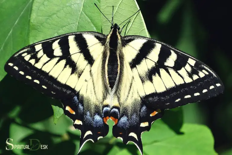 Black And Yellow Butterfly Spiritual Meaning