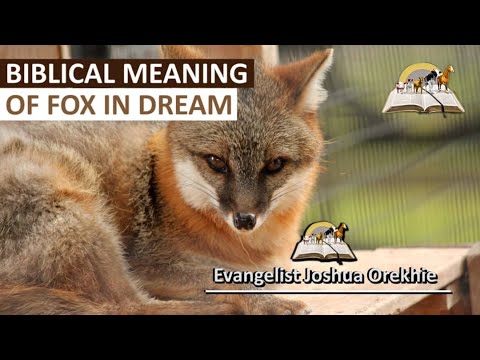 Biblical Meaning of Fox in a Dream