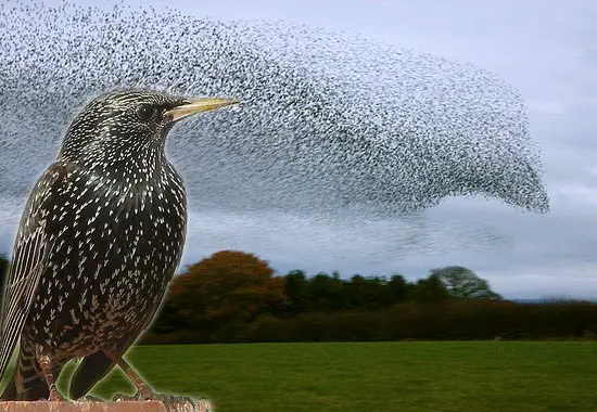 Biblical Meaning of Starlings