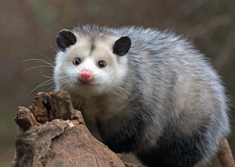 Spiritual Meaning of Seeing a Possum During the Day