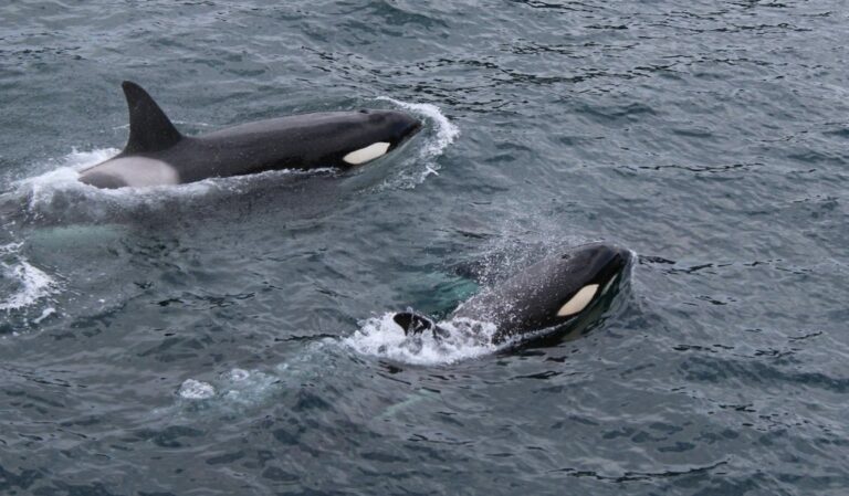 Biblical Meaning of a Killer Whale in a Dream: Understanding Divine Guidance