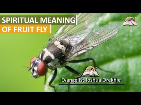 Biblical Meaning of Fruit Flies: Understanding Symbols of Decay and Renewal