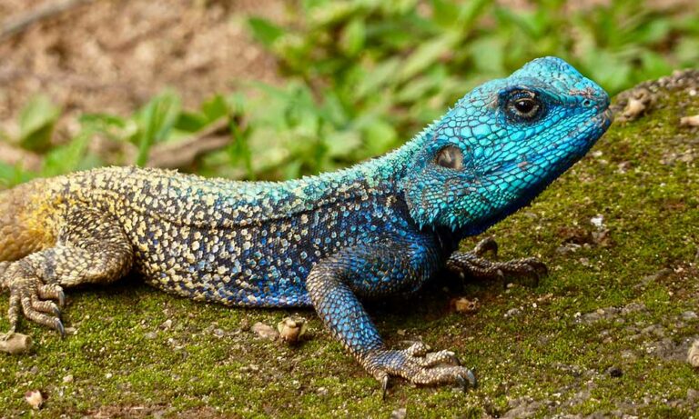 Lizard Spiritual Meaning: Embracing Transformation and Resilience