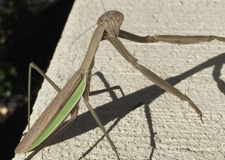 Biblical Meaning of Seeing a Praying Mantis: Symbolism and Spiritual Guidance