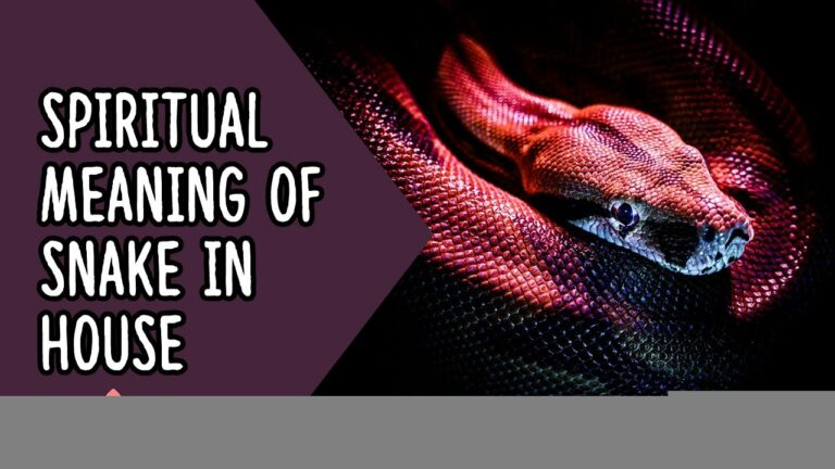 Spiritual Meaning of Snake in House