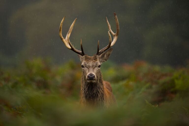 What Does It Mean When a Deer Stares at You Spiritual Meaning