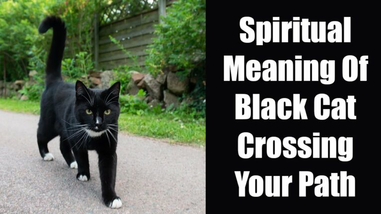 Black Cat Coming to Your House Spiritual Meaning: A Guide to Inner Wisdom