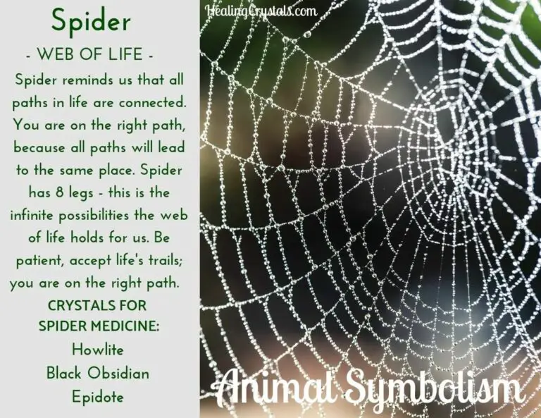 Spiritual Meaning of Spider Web in Dreams