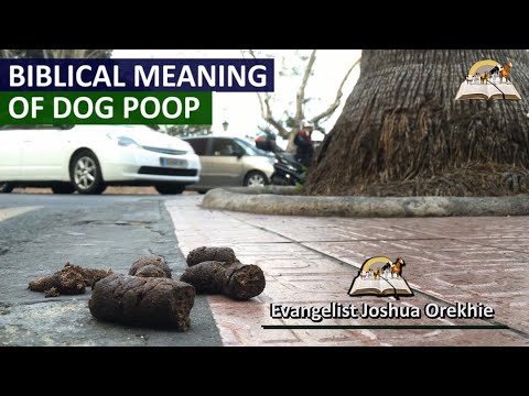 Biblical Meaning of Dog Poop in a Dream