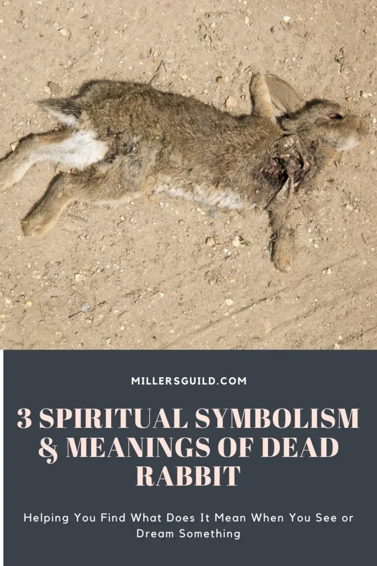 Dead Rabbit Spiritual Meaning