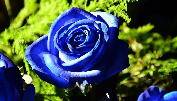 What is the Spiritual Meaning of a Blue Rose