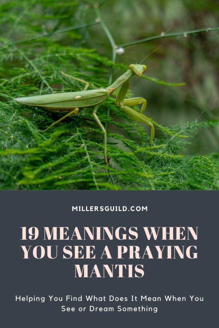 Green Praying Mantis Spiritual Meaning