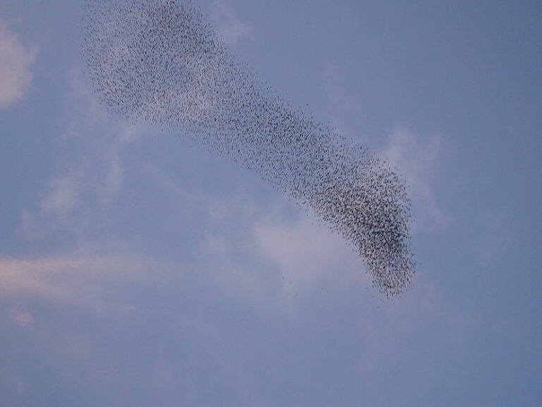 Murmuration Spiritual Meaning: Understanding Collective Harmony and Interconnectedness