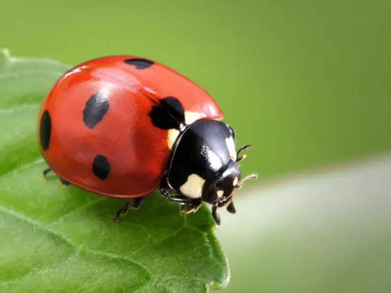 Red Ladybug Spiritual Meaning