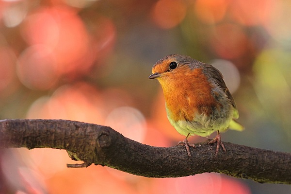 Biblical Meaning of Birds: Understanding Divine Symbolism in Scripture