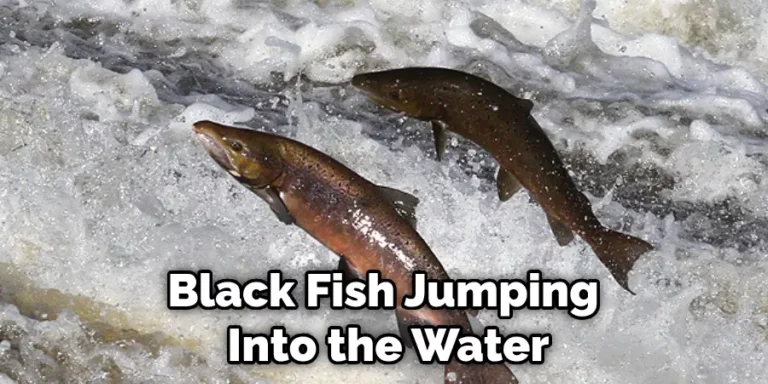 Biblical Meaning of Black Fish in Dream