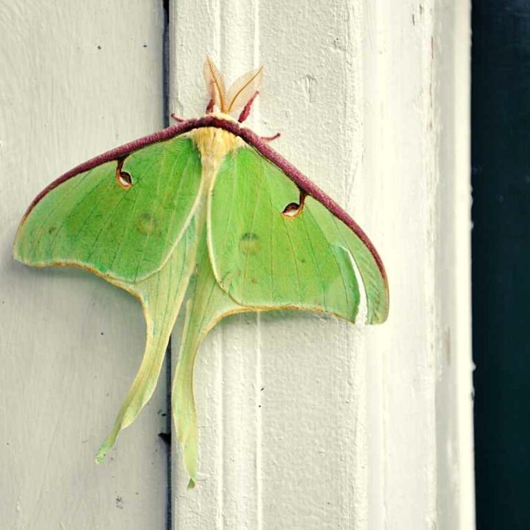 Biblical Meaning of a Luna Moth: Symbolism of Transformation and Renewal
