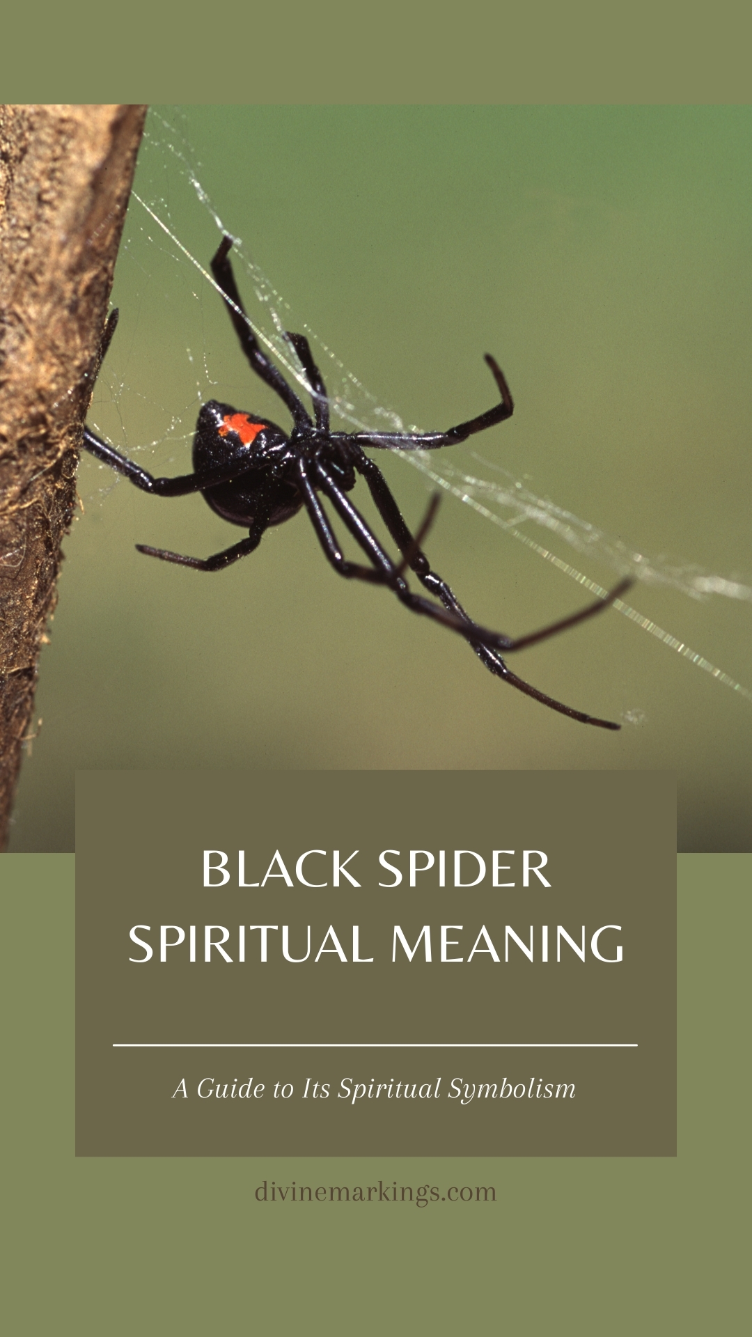 Black Spider Spiritual Meaning