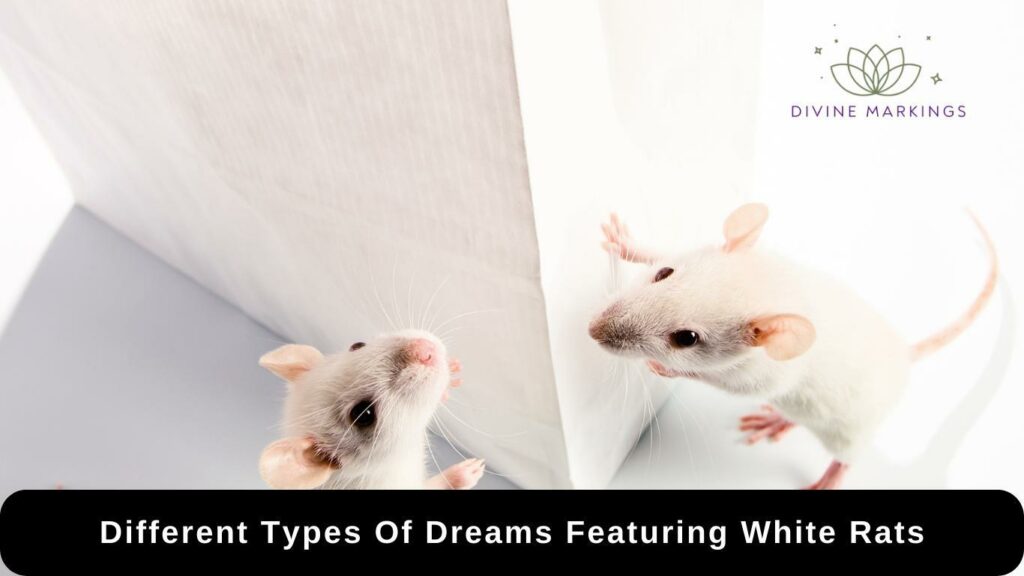 Different Types Of Dreams Featuring White Rats
