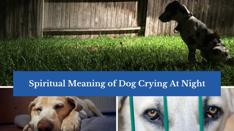 Spiritual Meaning of Dog Crying At Night: Unveiling the Mysteries
