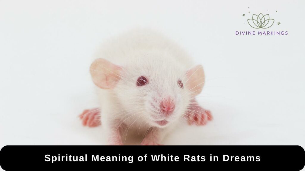 Spiritual Meaning of White Rats in Dreams