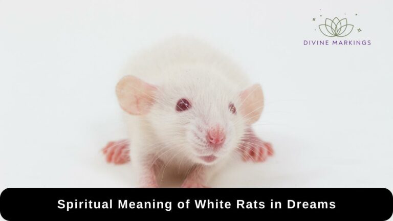 Spiritual Meaning of White Rats in Dreams: [Symbolism]