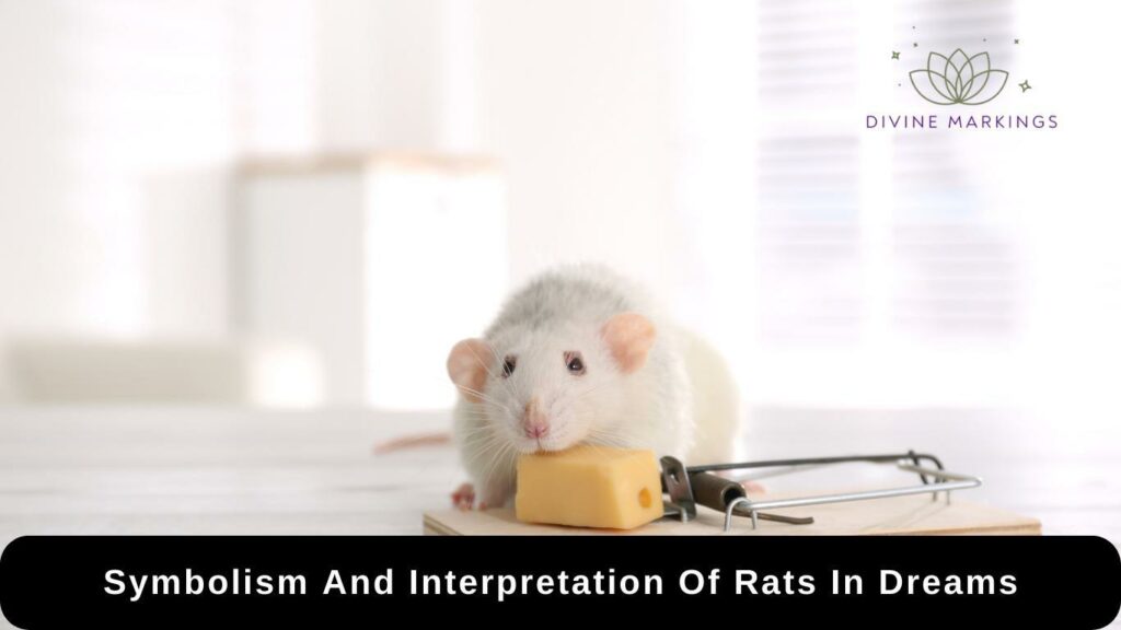Symbolism And Interpretation Of Rats In Dreams