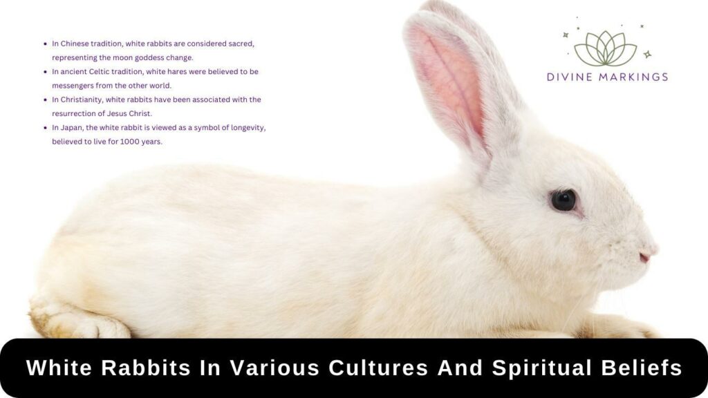 White Rabbits In Various Cultures And Spiritual Beliefs
