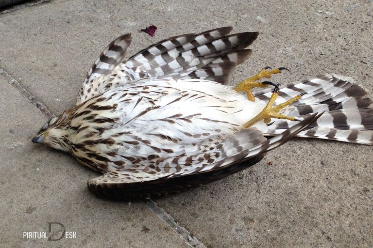 Dead Hawk Spiritual Meaning: Understanding Cycles of Life and Transformation