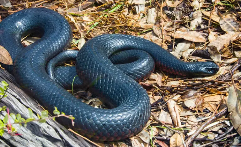 Biblical Meaning of Black Snakes in Dreams