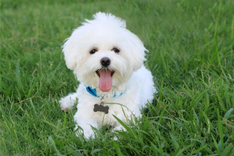 Biblical Meaning of White Dog in a Dream: Guidance and Purity