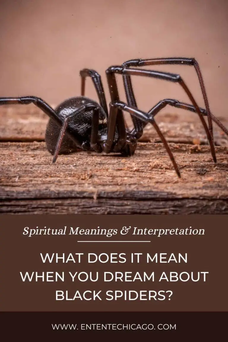 Black Spider Spiritual Meaning