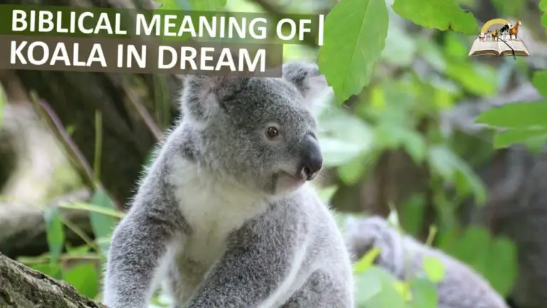 Biblical Meaning of Koala Bear