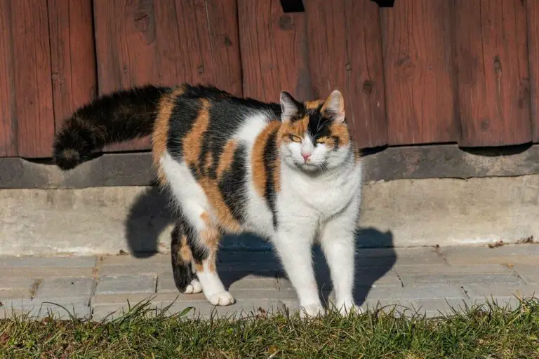Calico Cat Spiritual Meaning