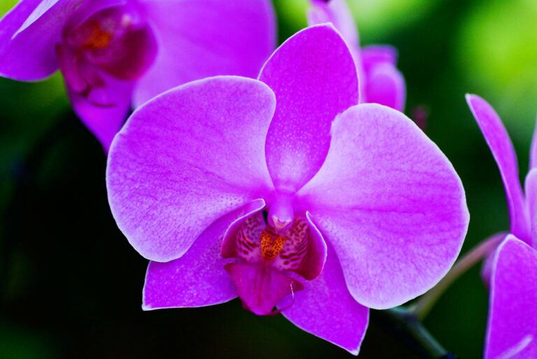 Purple Orchid Spiritual Meaning: Wisdom, Dignity, and Transformation