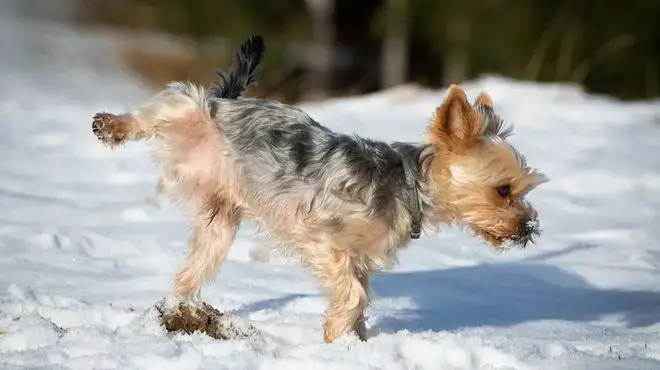 Spiritual Meaning of Dog Peeing on You