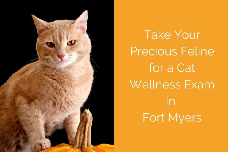 Orange Cat Spiritual Meaning