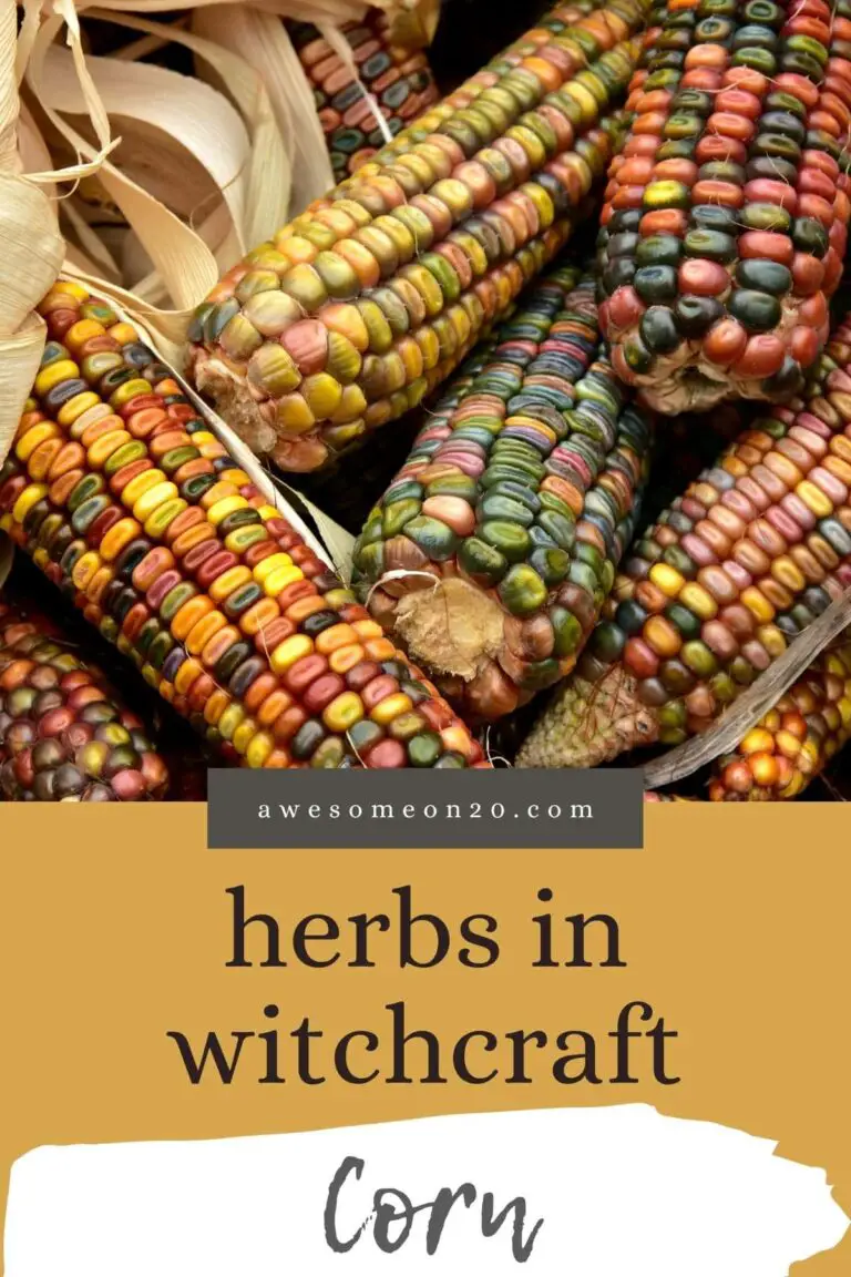 Corn Spiritual Meaning