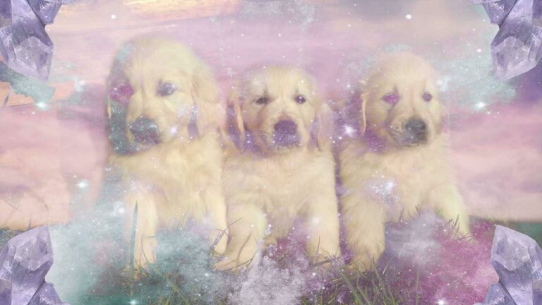Spiritual Meaning of Puppies in Dreams