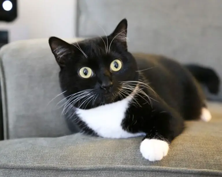 Black And White Cat Spiritual Meaning