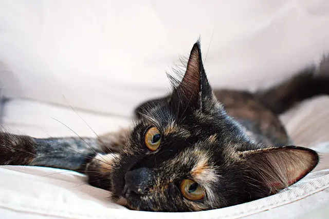 Tortoiseshell Cat Spiritual Meaning