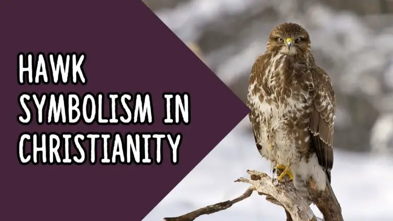 Biblical Meaning of Seeing a Hawk