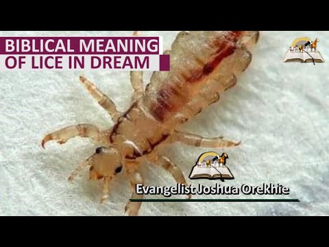 Biblical Meaning of Lice in a Dream